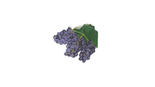 Lakpura Isabella Trauben (lila) Obstpflanze