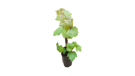 Lakpura Isabella Trauben (Grün) Pflanze