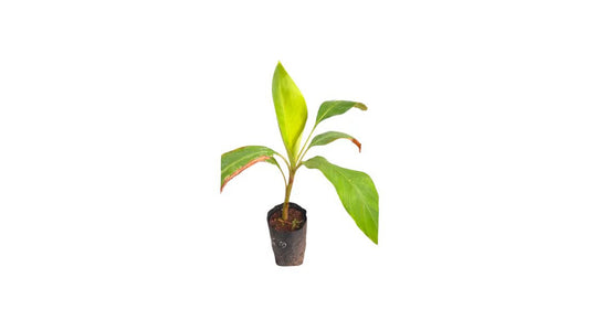 Lakpura Kolikuttu Bananenpflanze
