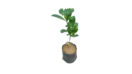 Lakpura Kumquat-Pfropfpflanze