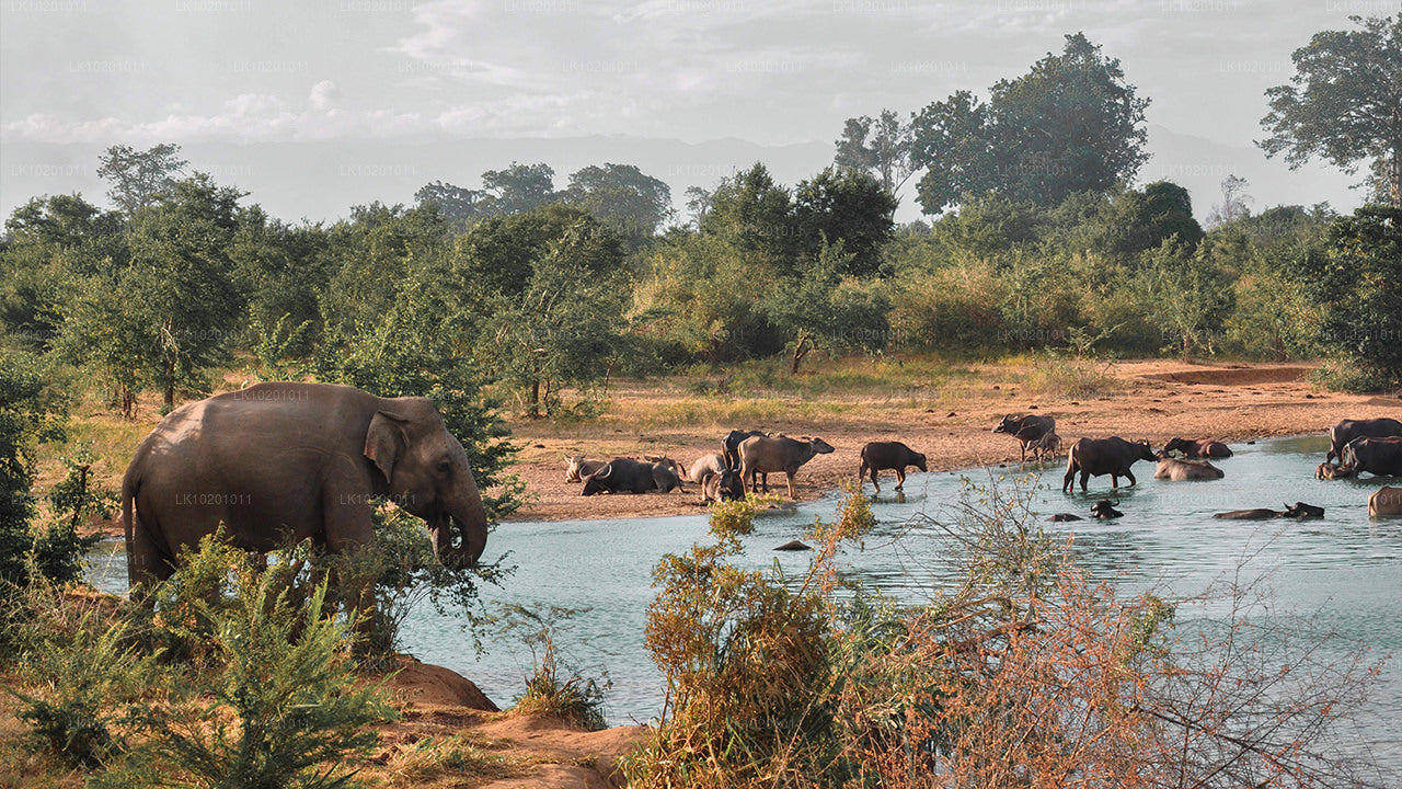 Udawalawe und Galle ab Colombo (2 Tage)