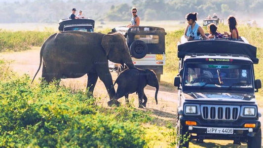 Sigirya und Minneriya ab Colombo (2 Tage)