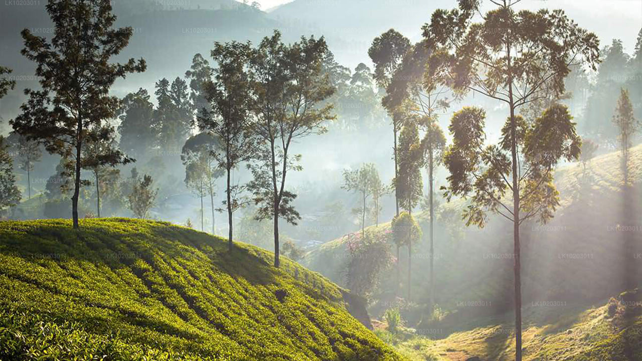 Nuwara Eliya ab Colombo (2 Tage)