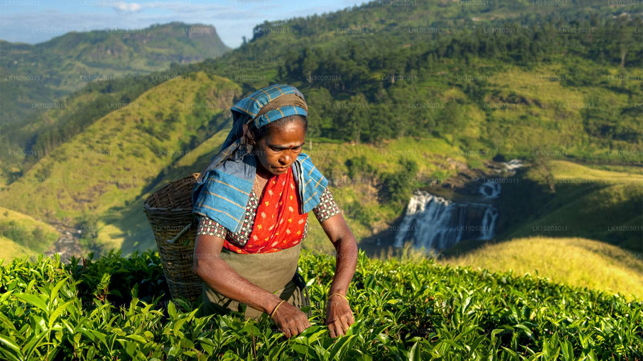 Nuwara Eliya ab Colombo (2 Tage)