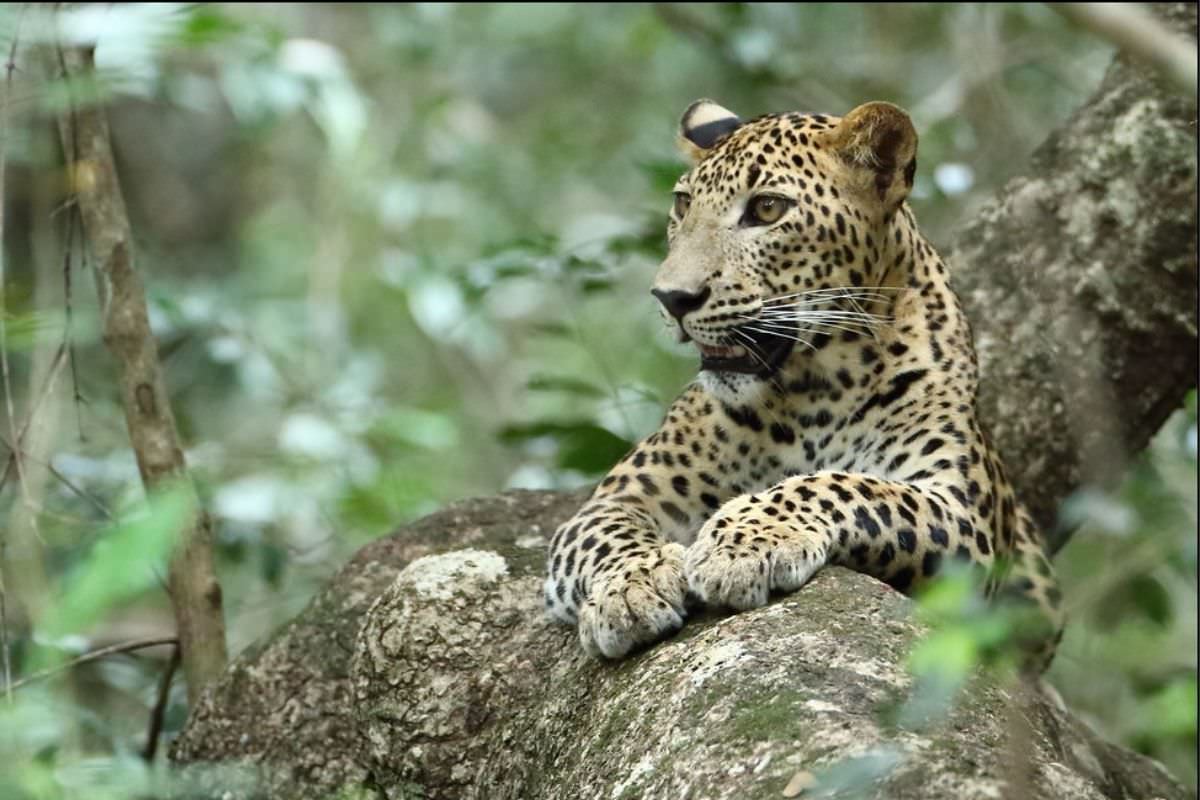 Tempel und Wildnis ab Colombo (2 Tage)