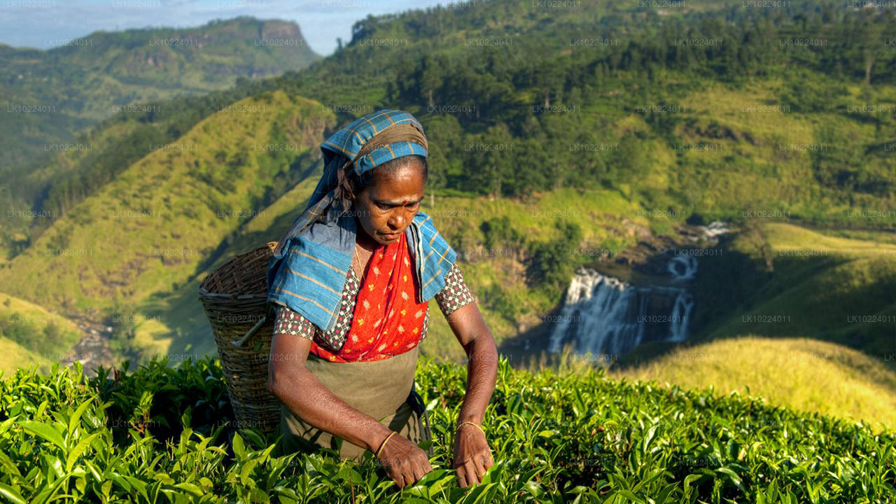 Nuwara Eliya ab Negombo (2 Tage)