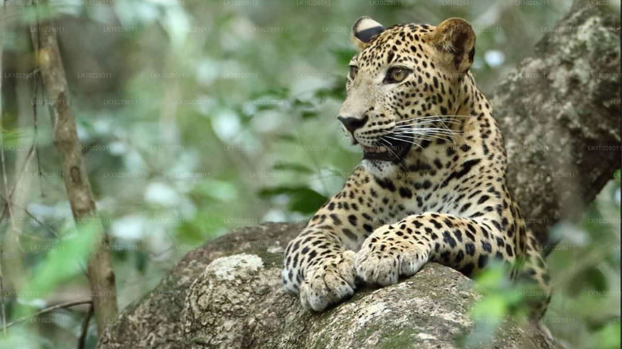 Tempel und Wildnis ab Negombo (2 Tage)