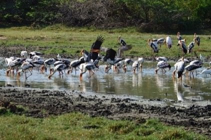 Tour zu wilden Wundern und heiligen Orten ab Hikkaduwa (2 Tage)