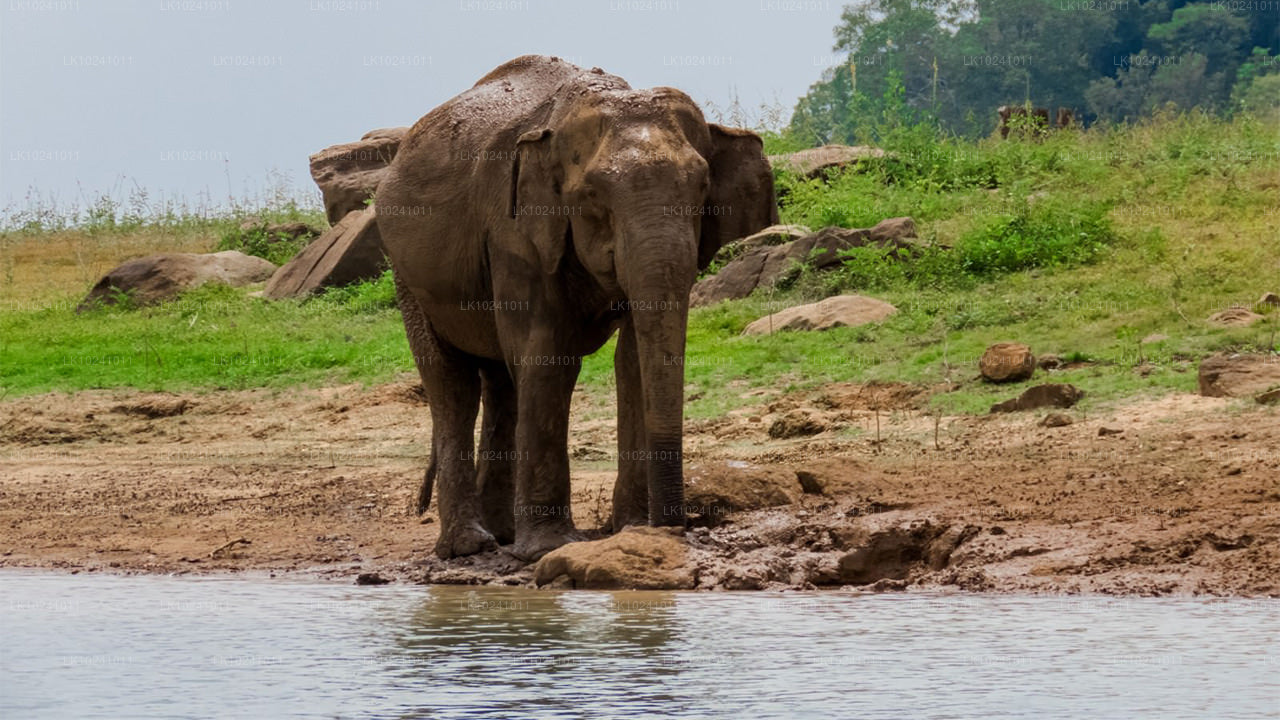 Udawalawe ab Hikkaduwa (2 Tage)