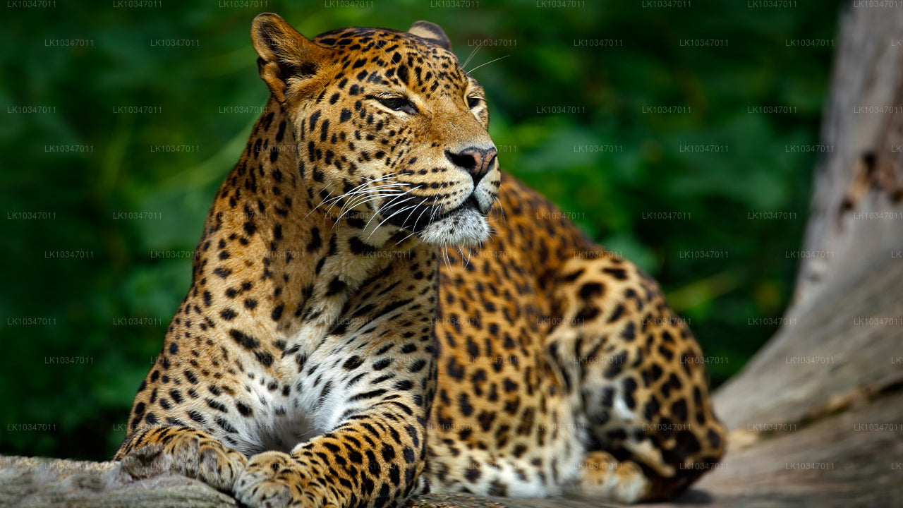 Heilige Stadt Anuradhapura ab Colombo (3 Tage)