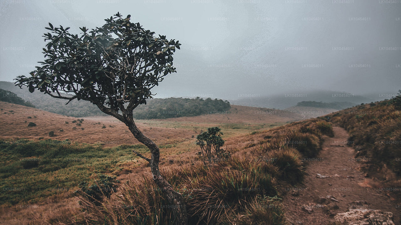 Abenteuer Horton Plains (4 Tage)