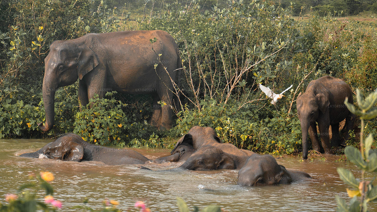 Aborigine-Tour in Sri Lanka (4 Tage)