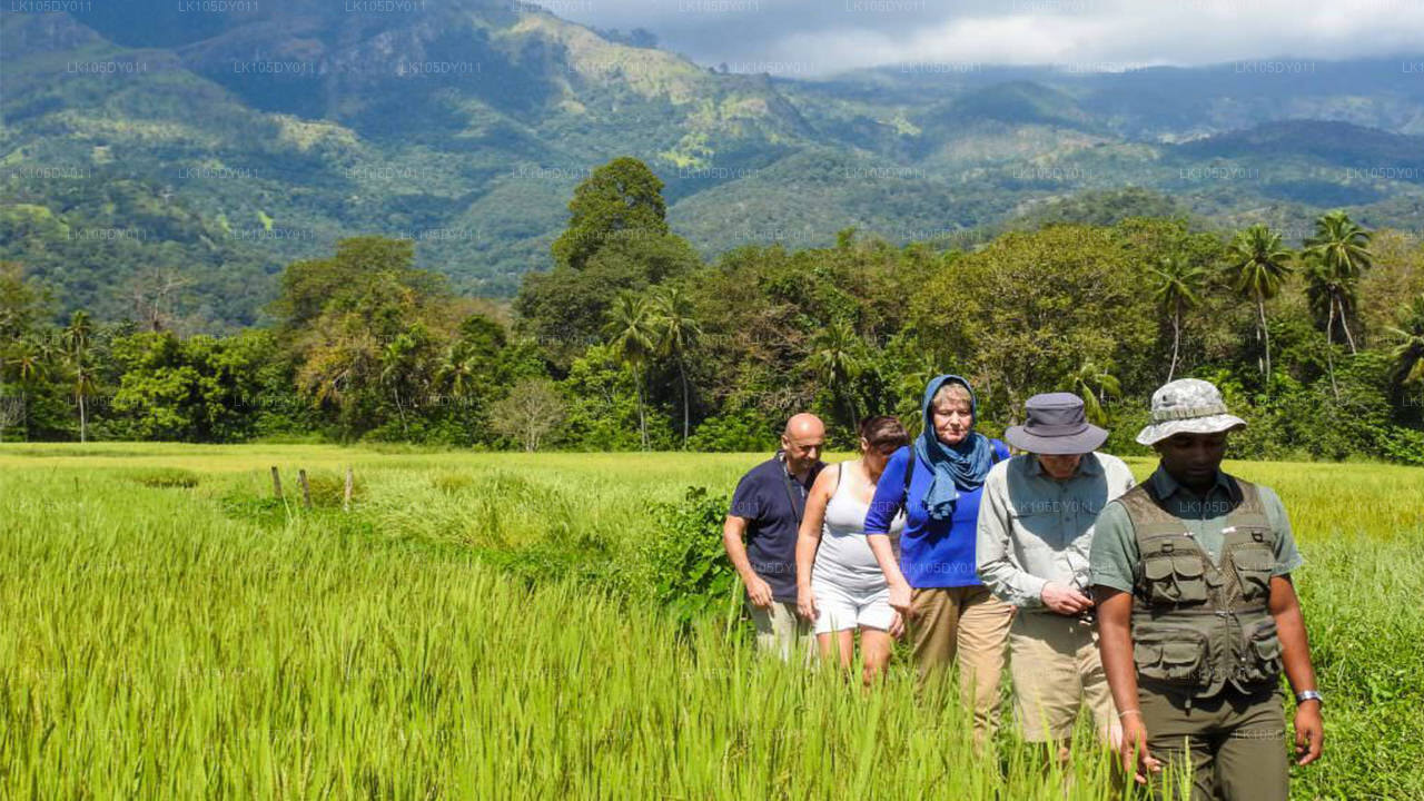 Agro-Tour durch Sri Lanka (5 Tage)