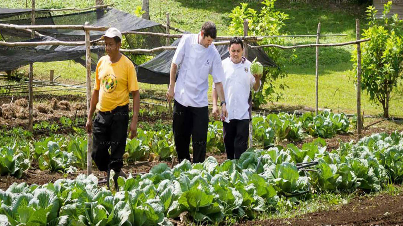 Agro-Tour durch Sri Lanka (5 Tage)