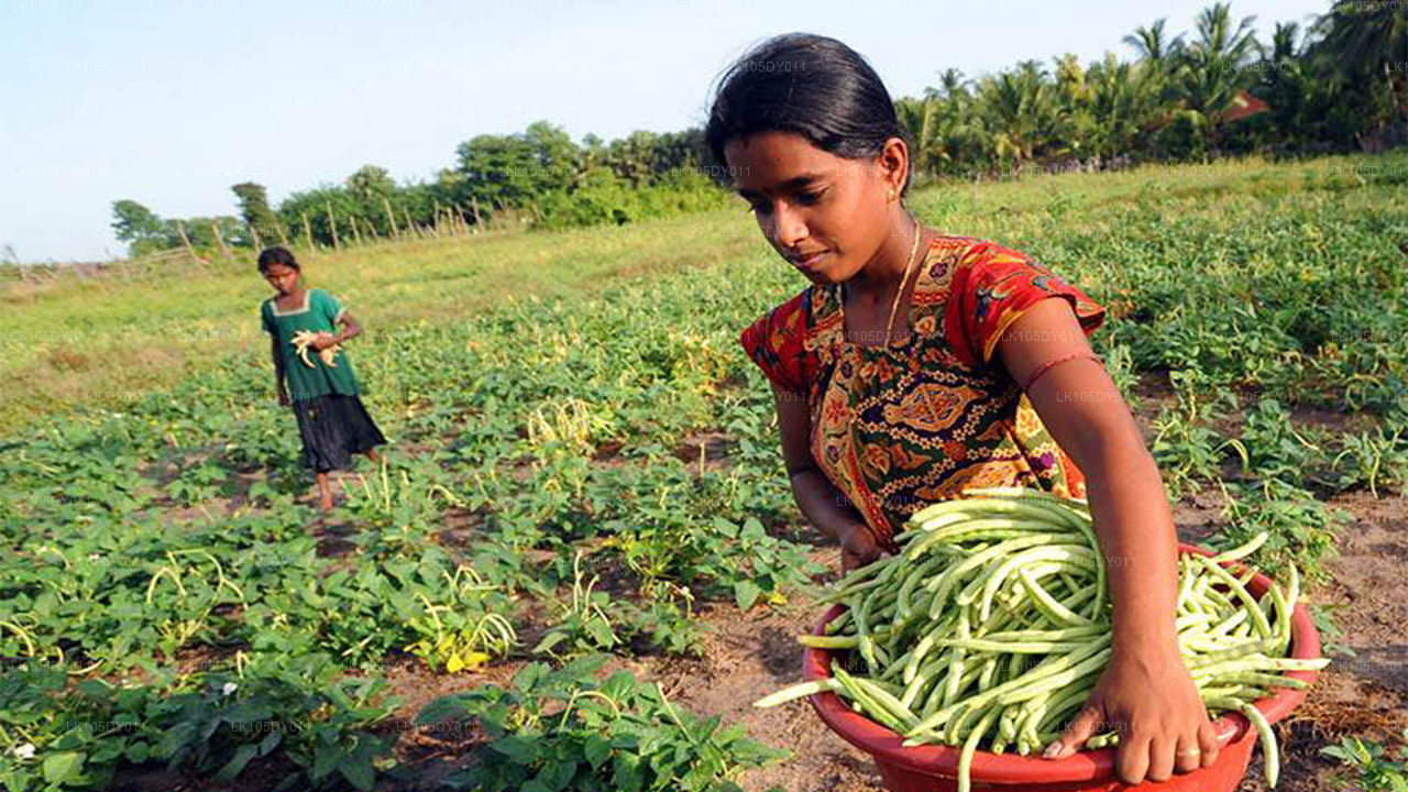 Agro-Tour durch Sri Lanka (5 Tage)