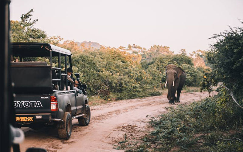 Wildtiertour zu Vögeln und Säugetieren (6 Tage)