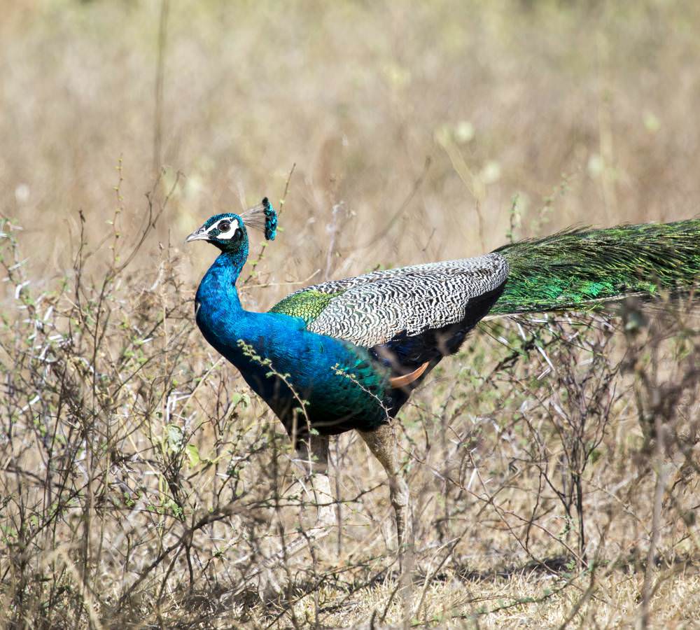 Wildtiertour zu Vögeln und Säugetieren (6 Tage)