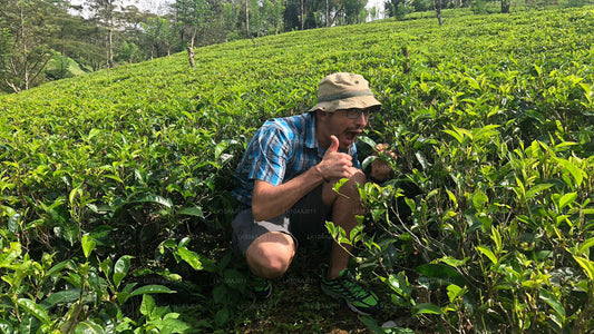 Ceylon-Teetour (10 Tage)