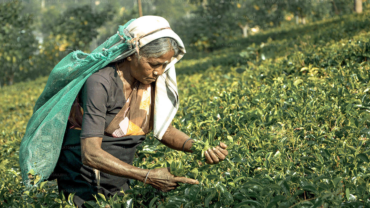Ceylon-Teetour (10 Tage)