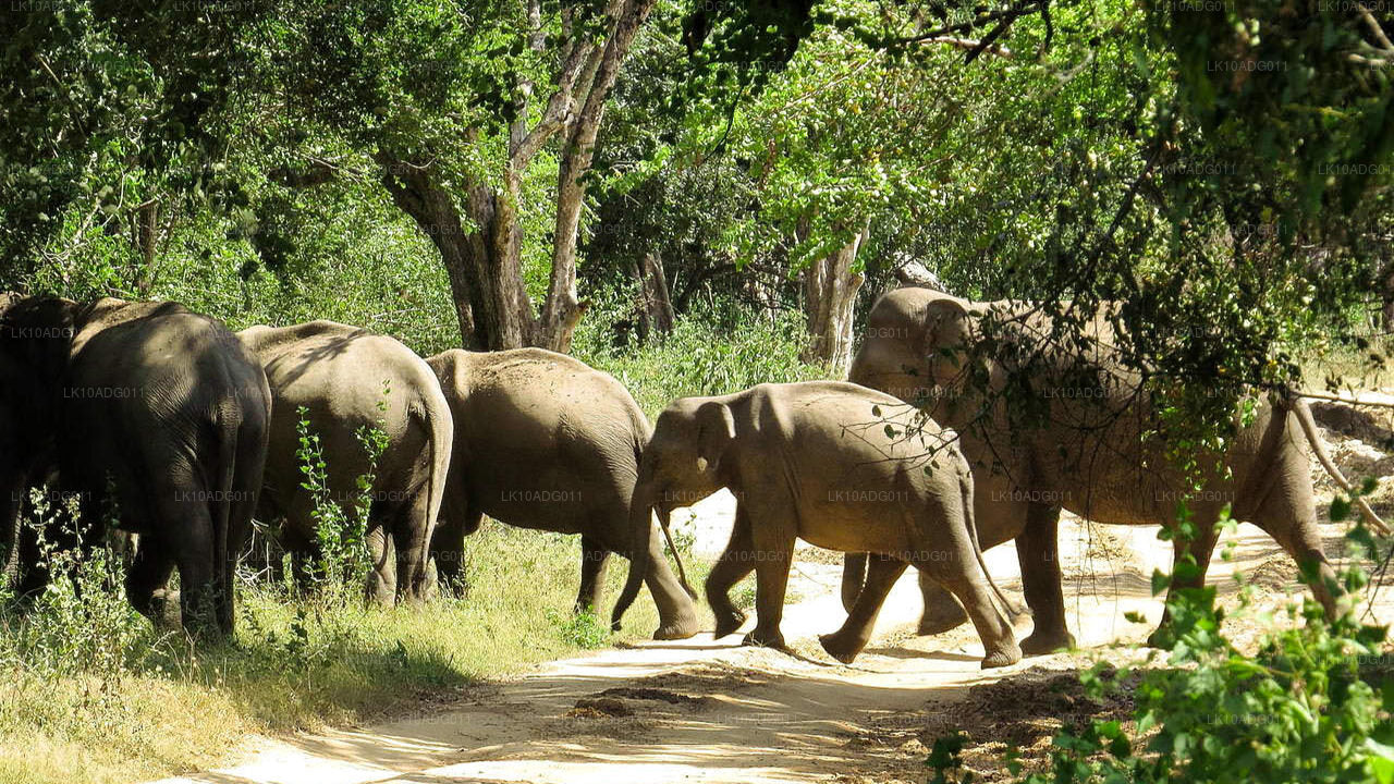 Vogelbeobachtung und Wildtiertour (10 Tage)