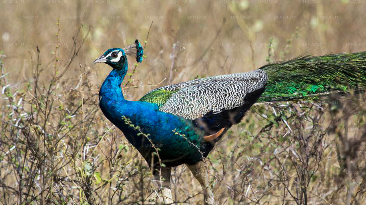 Vogel- und Wildtiertour (11 Tage)