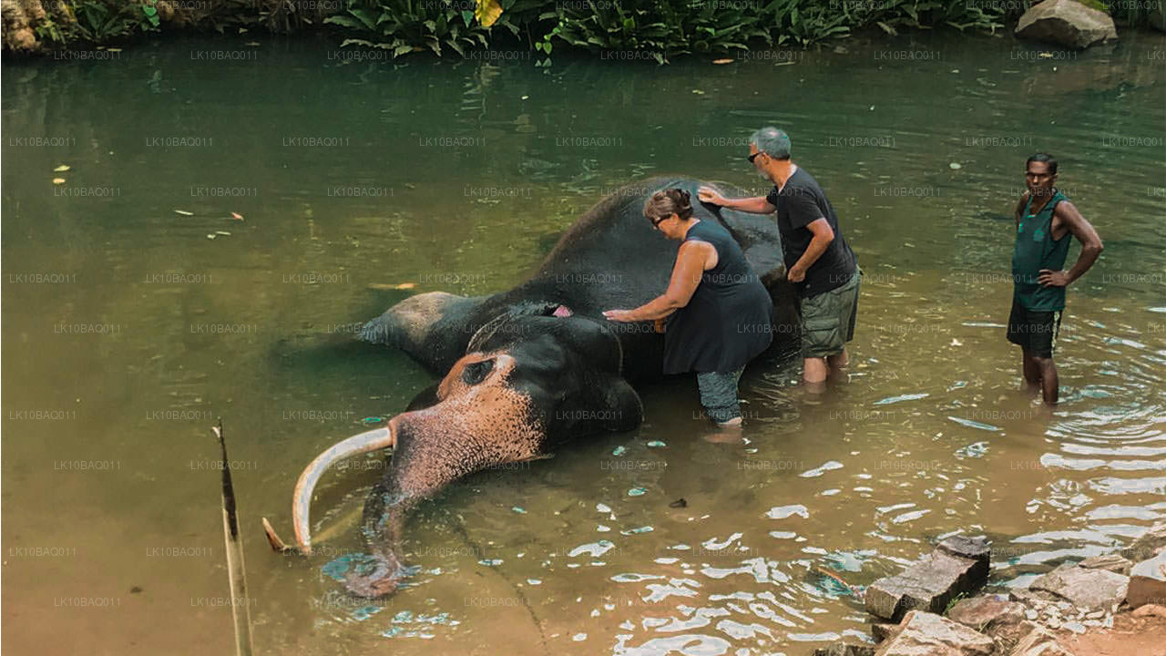 Verloren in Ceylon (11 Tage)