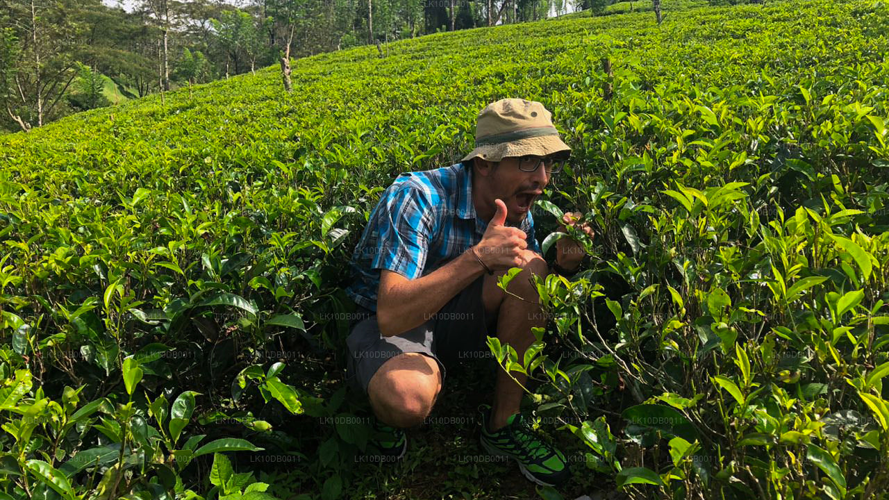 Advent Ceylon (13 Tage)