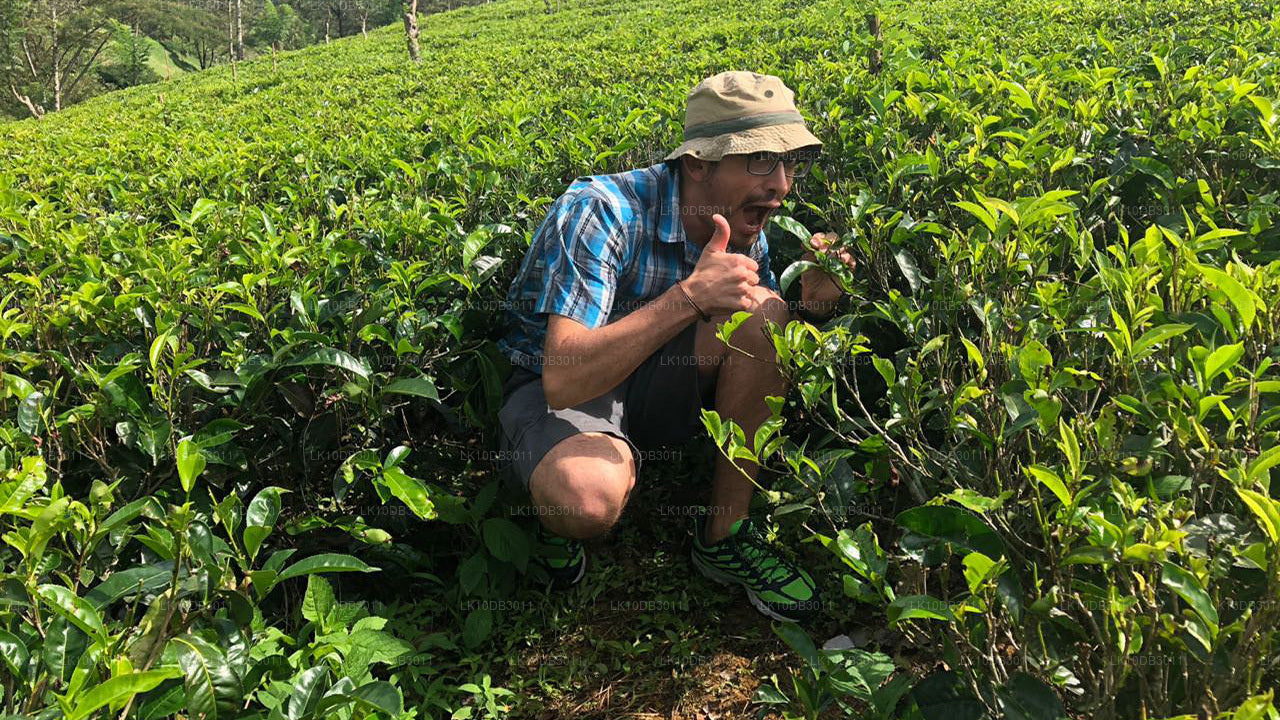 Wandertour rund um Ceylon (13 Tage)