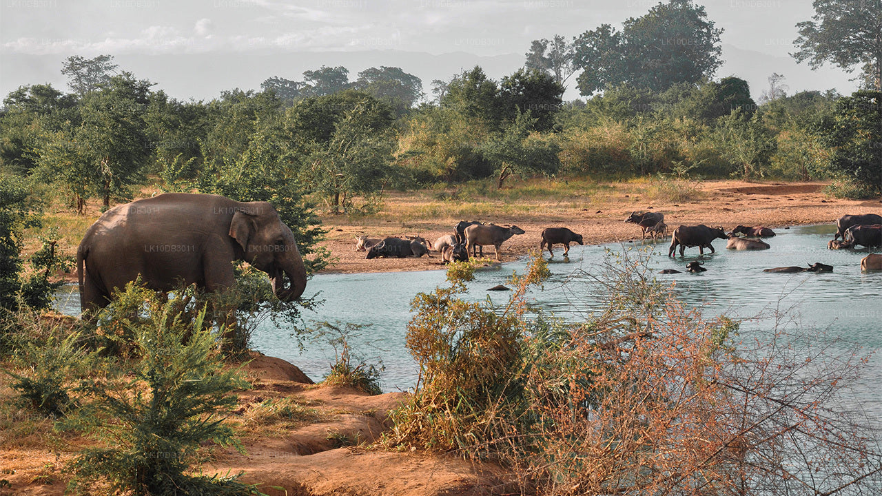 Wandertour rund um Ceylon (13 Tage)