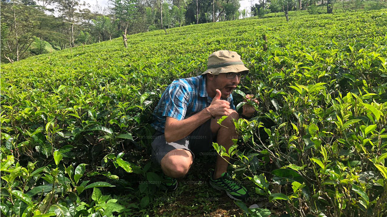 Ceylon Endearment (28 Tage)
