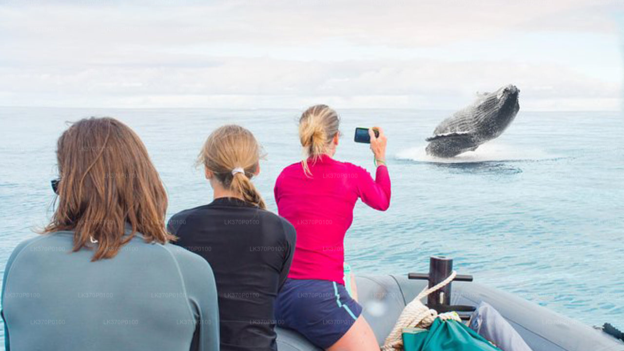 Walbeobachtung von Hiriketiya auf einem gemeinsamen Boot