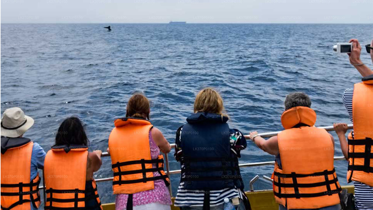Walbeobachtung von Hiriketiya auf einem gemeinsamen Boot