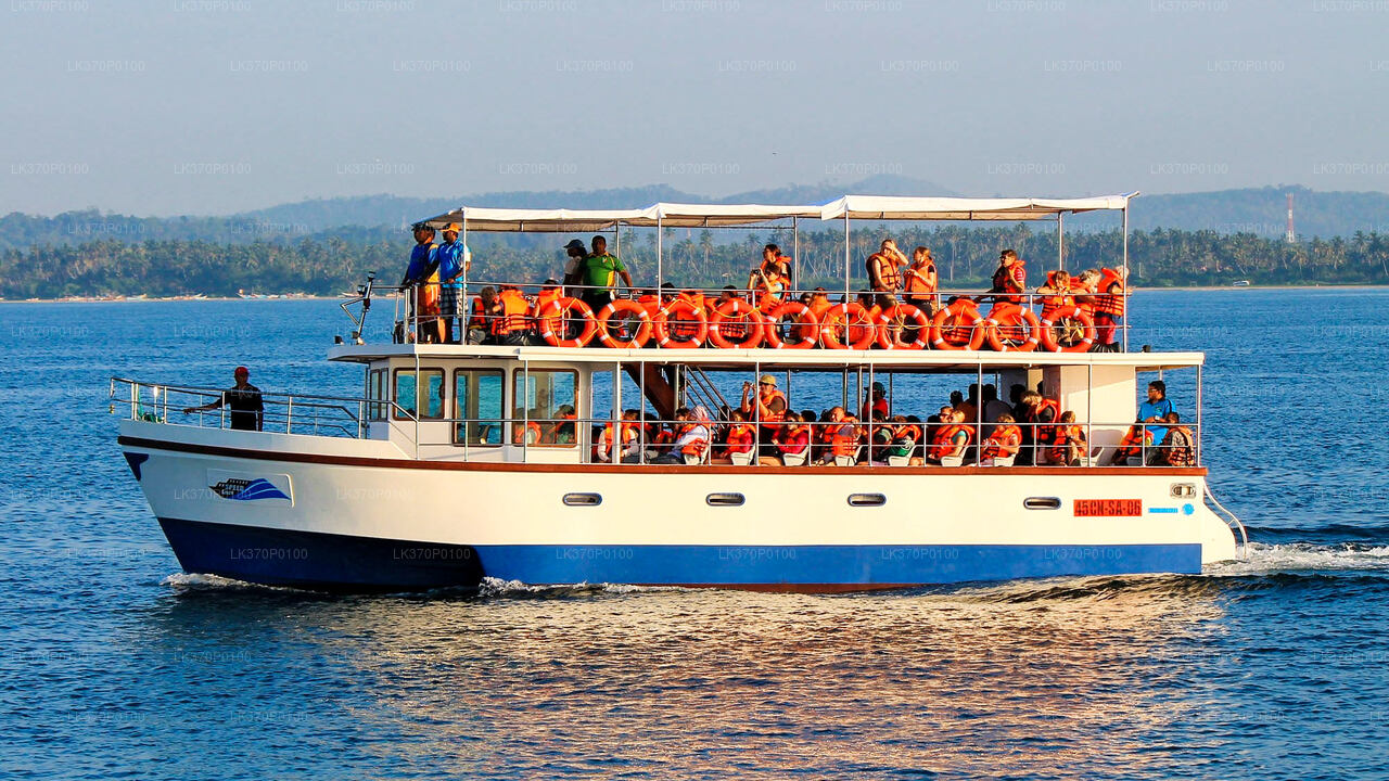 Walbeobachtung von Hiriketiya auf einem gemeinsamen Boot