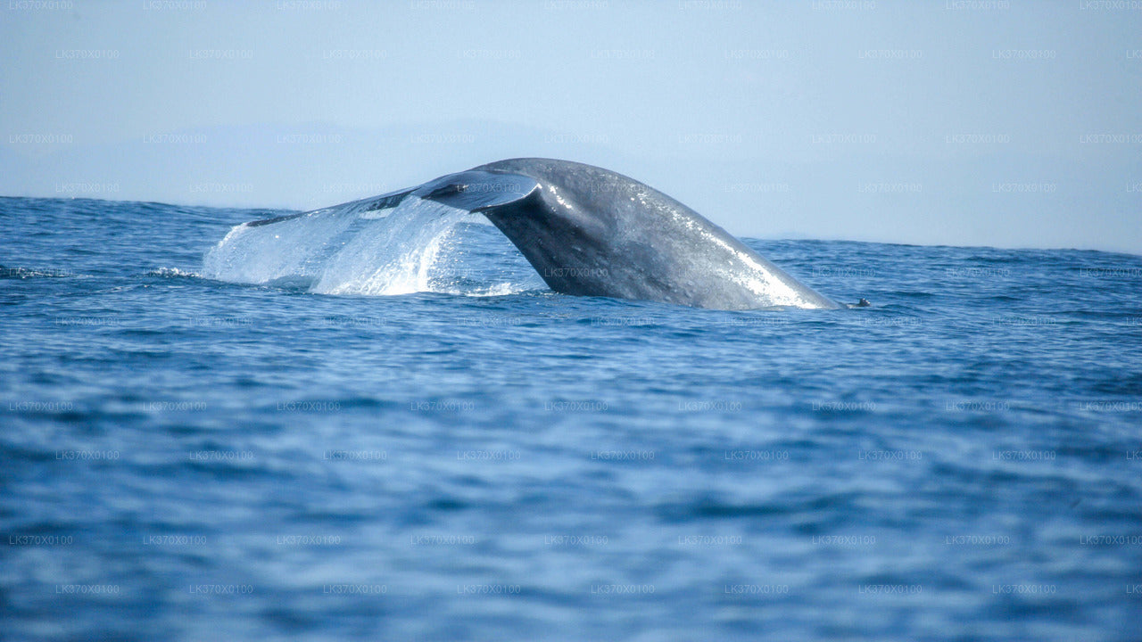 Walbeobachtung ab Hikkaduwa auf einem Gemeinschaftsboot