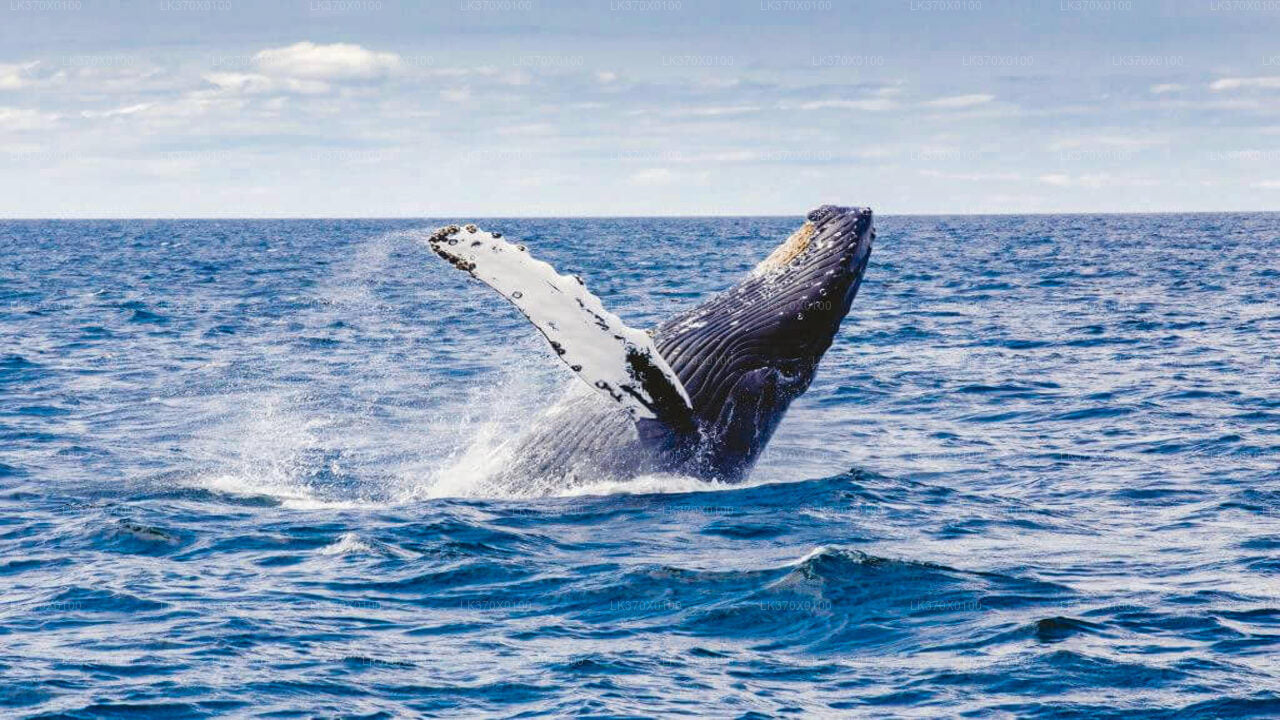 Walbeobachtung ab Hikkaduwa auf einem Gemeinschaftsboot
