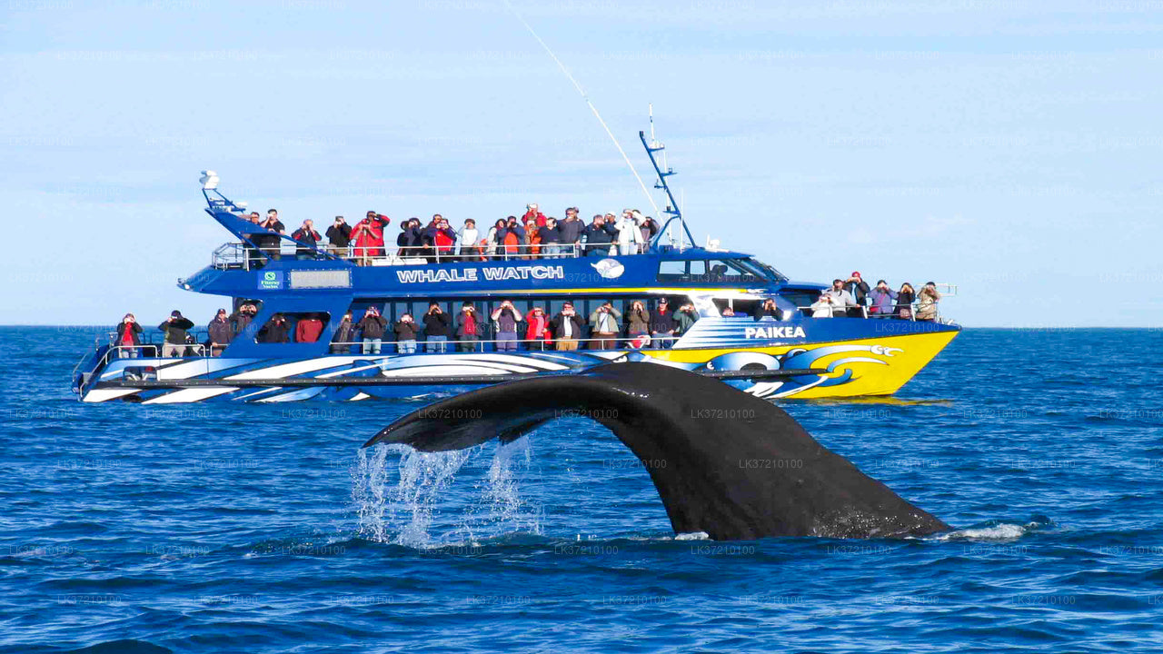 Walbeobachtung von Tangalle auf einem gemeinsamen Boot