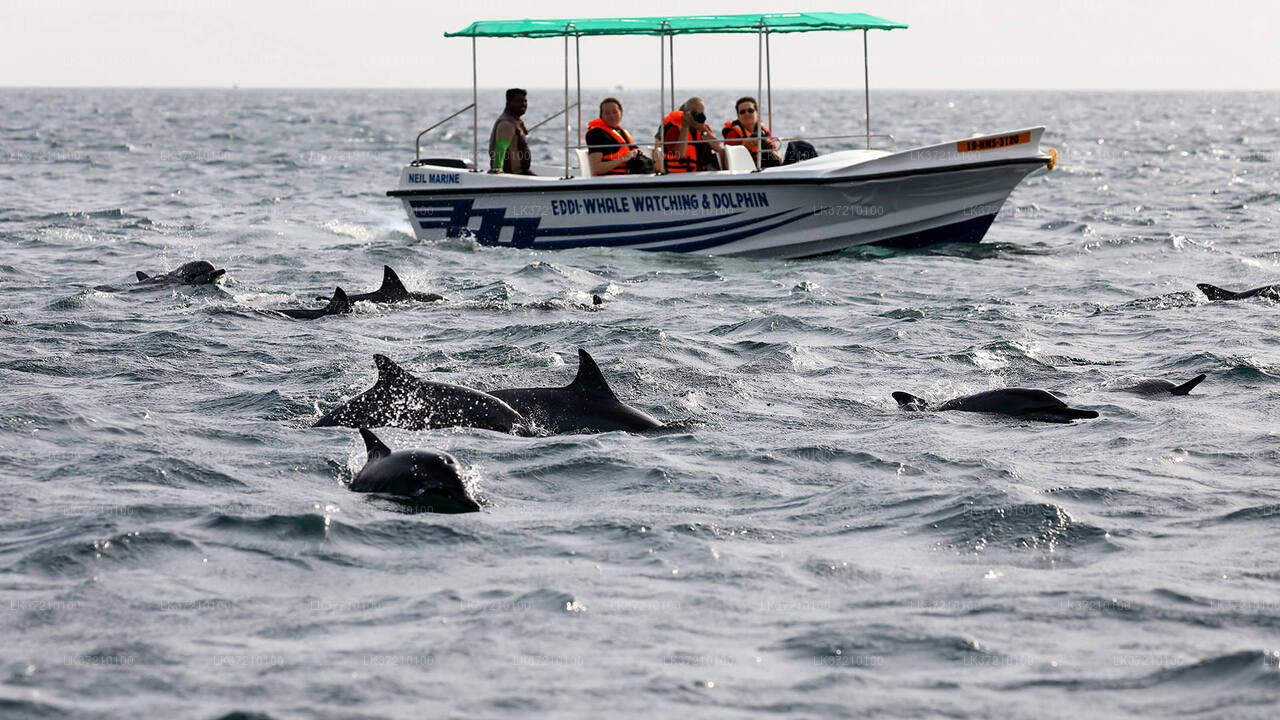 Walbeobachtung von Tangalle auf einem gemeinsamen Boot