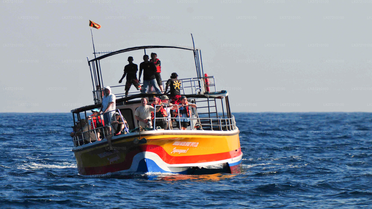 Walbeobachtung von Tangalle auf einem gemeinsamen Boot