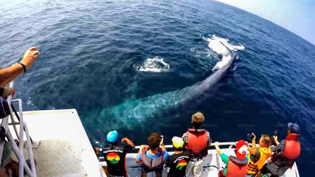 Walbeobachtung von Tangalle auf einem gemeinsamen Boot