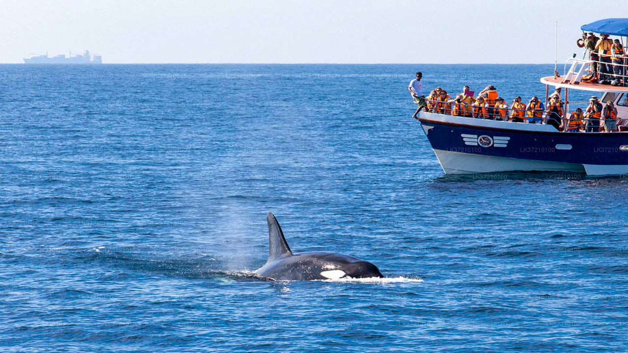 Walbeobachtung von Tangalle auf einem gemeinsamen Boot