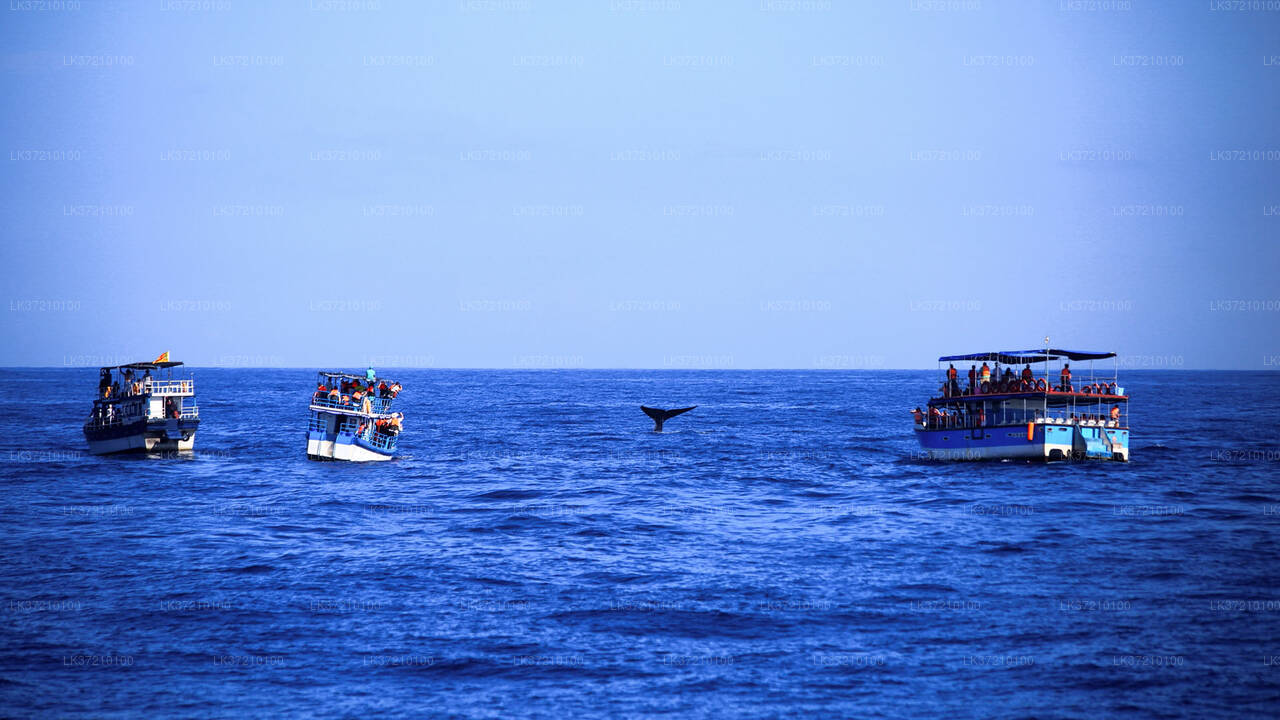 Walbeobachtung von Tangalle auf einem gemeinsamen Boot
