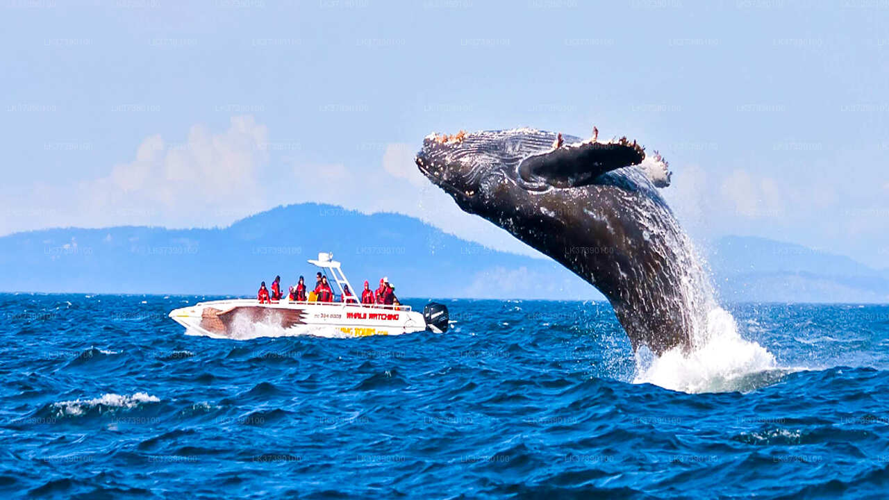 Walbeobachtung von Balapitiya auf einem gemeinsamen Boot