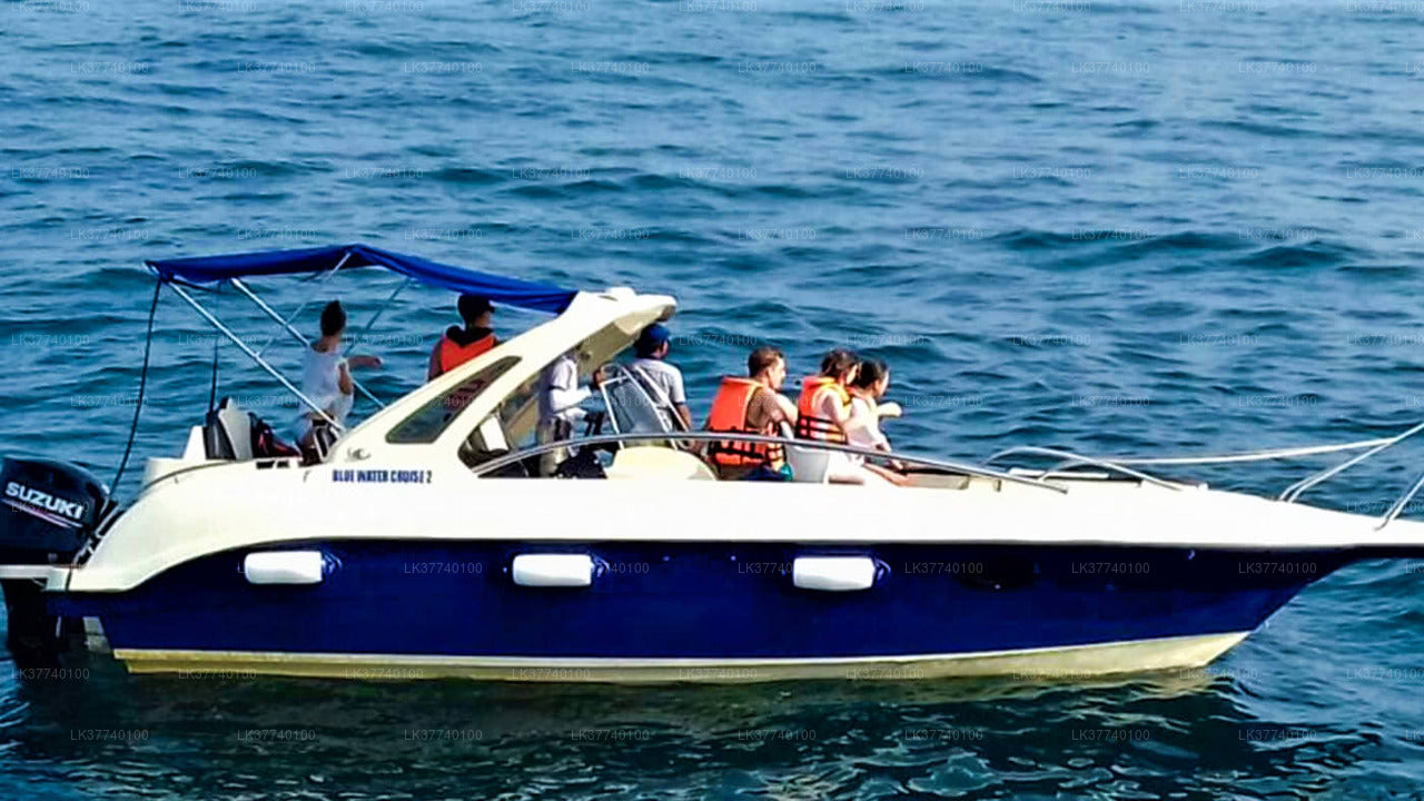 Walbeobachtung von Ambalangoda auf einem gemeinsamen Boot