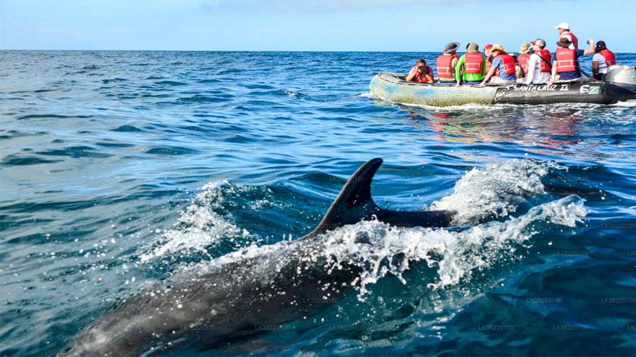 Bootstour zur Delfinbeobachtung ab Trincomalee