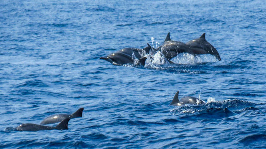 Bootstour zur Delfinbeobachtung ab Trincomalee