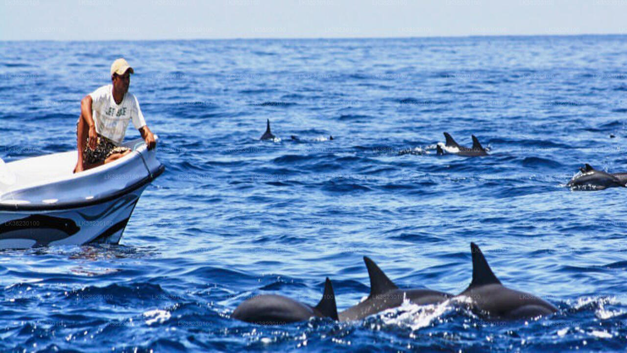 Bootstour zur Delfinbeobachtung ab Trincomalee