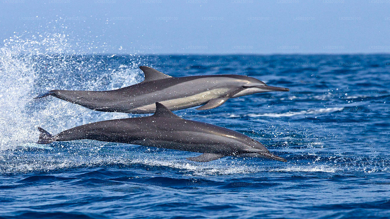 Bootstour zur Delfinbeobachtung ab Trincomalee