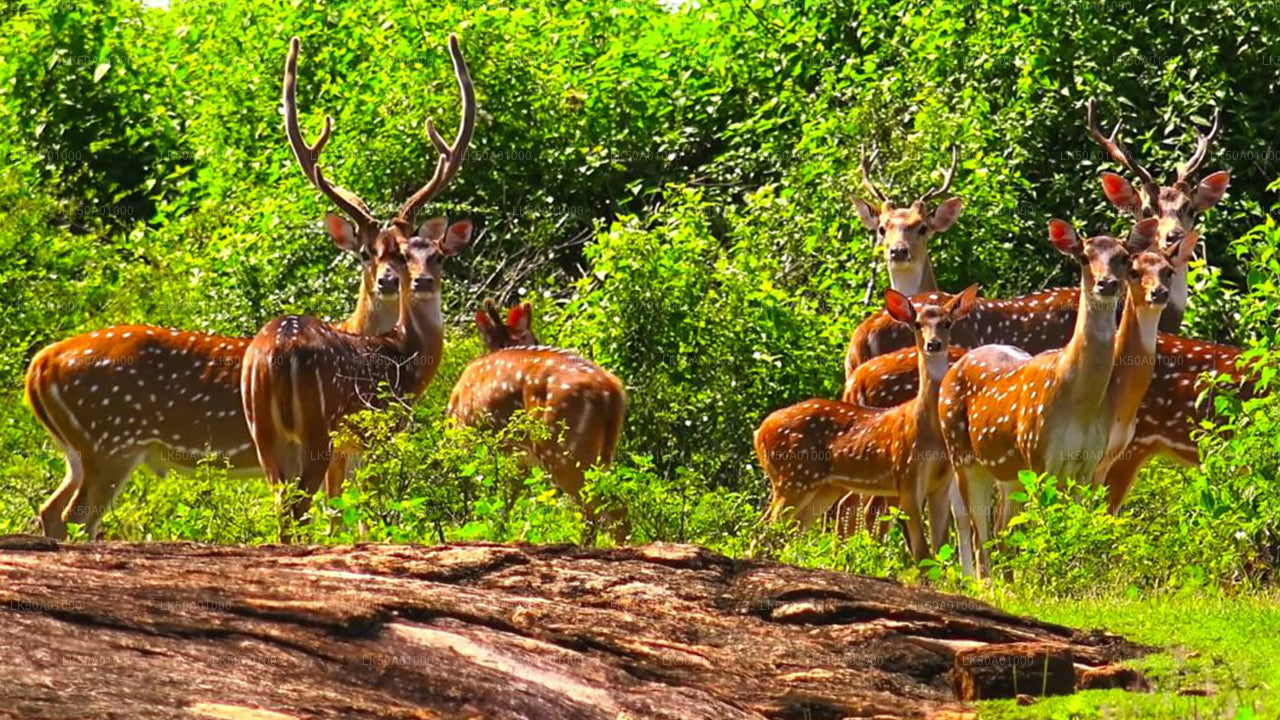 Private Safari im Udawalawe-Nationalpark