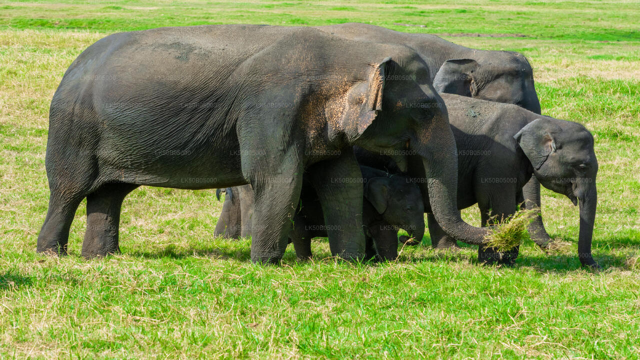 Private Safari im Minneriya-Nationalpark ab Sigiriya