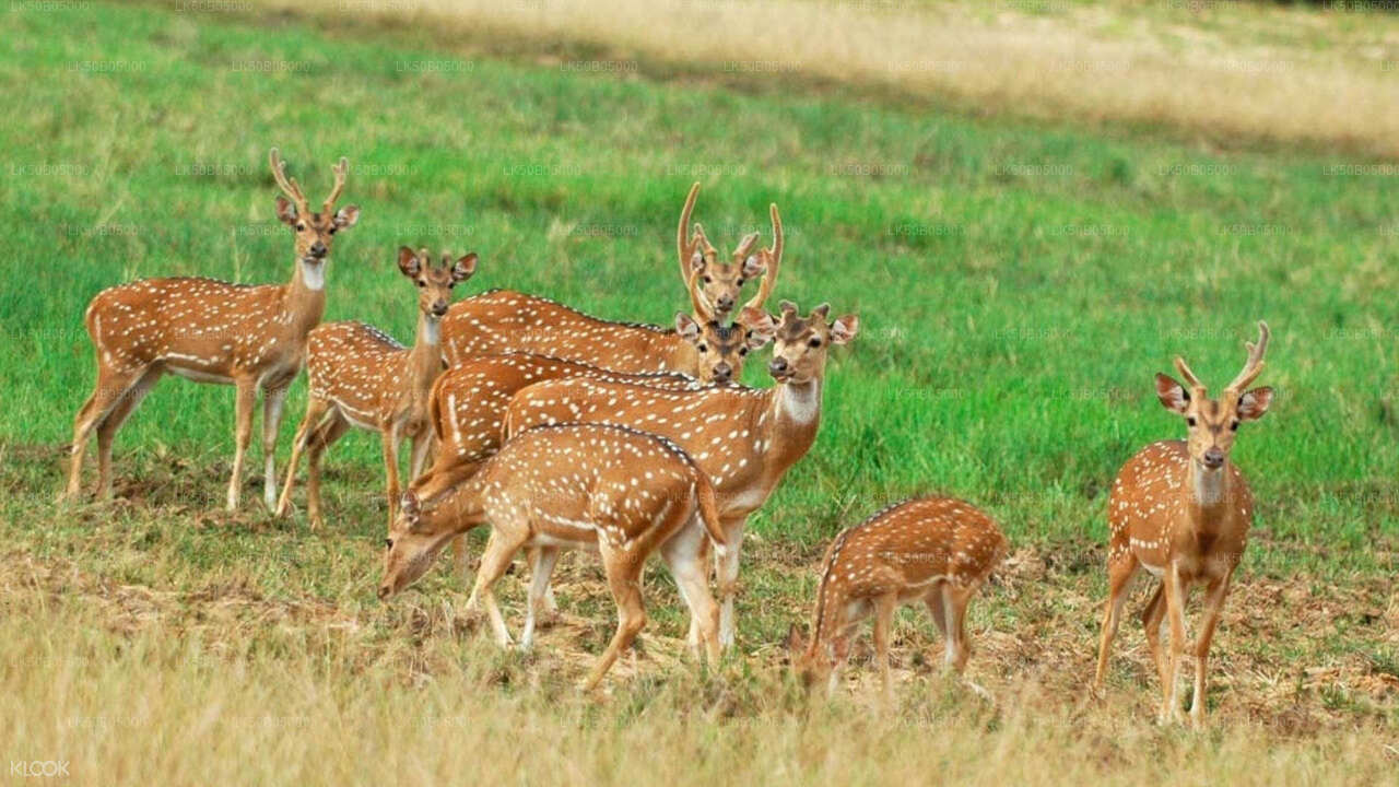Private Safari im Minneriya-Nationalpark ab Sigiriya